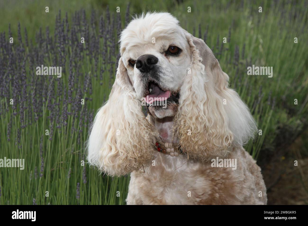 Cocker Spaniel Porträt im Lavendelfeld Stockfoto