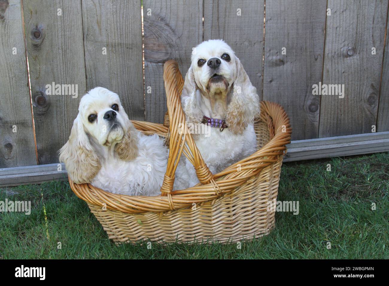 2 Cocker Spaniels, die in einem Korb auf Gras sitzen Stockfoto