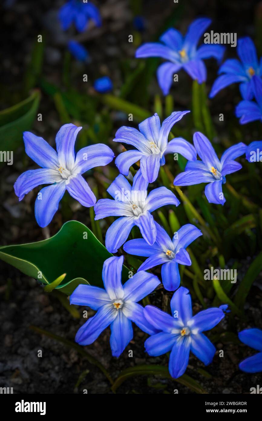 Kleine Frühlingsblumen im Frühlingsgarten, scilla luciliae Stockfoto