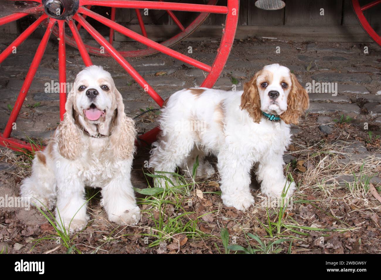 2 Cocker Spaniels sitzen an einem Wagenrad Stockfoto