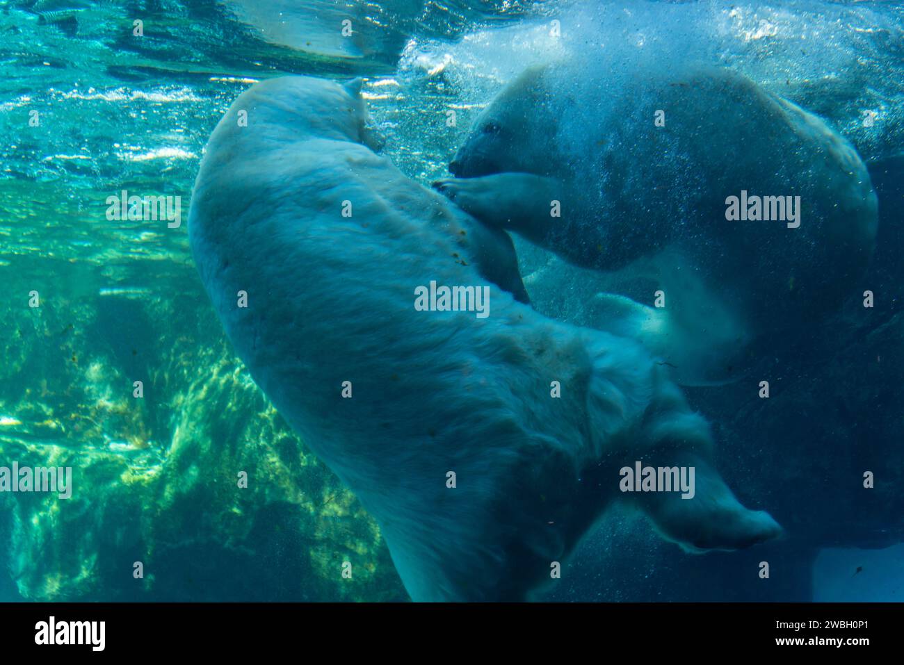 Eisbär im Assiniboine Park Zoo, Winnipeg, Kanada Stockfoto