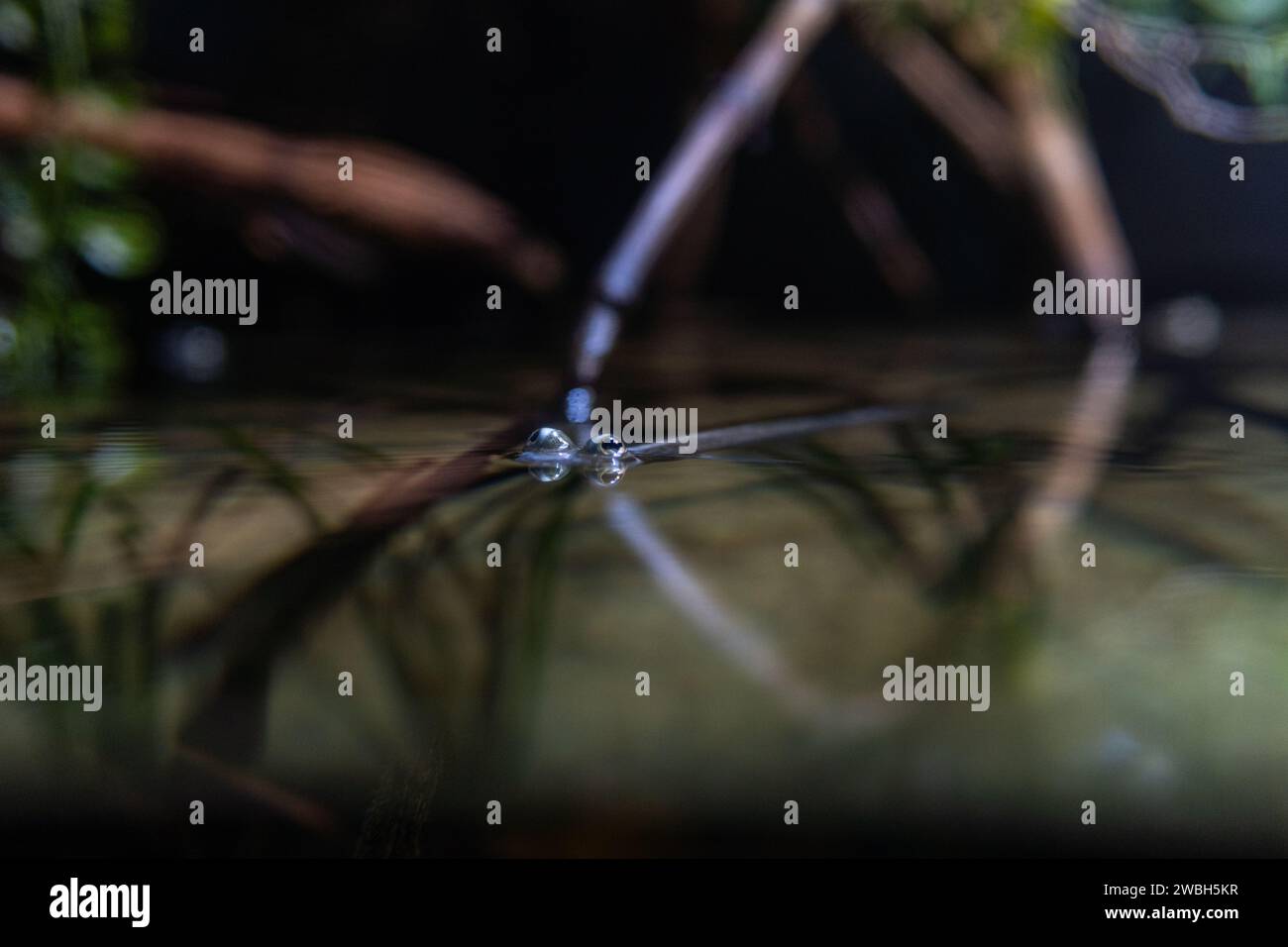 Anableps (Fische mit den Augen über Wasser) im Wasser Stockfoto