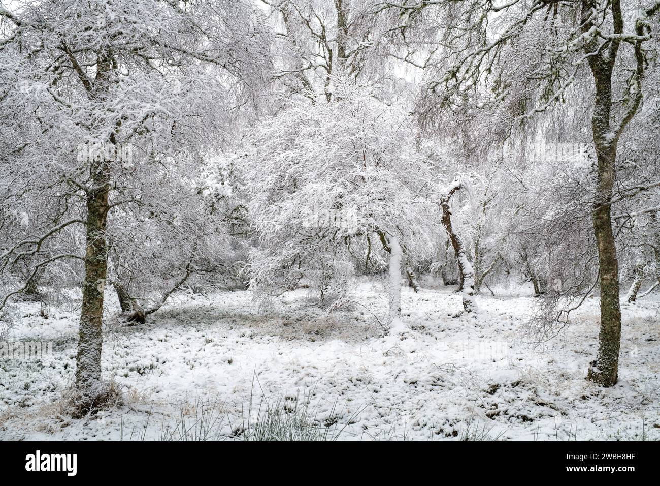 Frost- und schneebedeckte Birken in der schottischen Landschaft. Grantown auf Spey, Highlands, Schottland Stockfoto