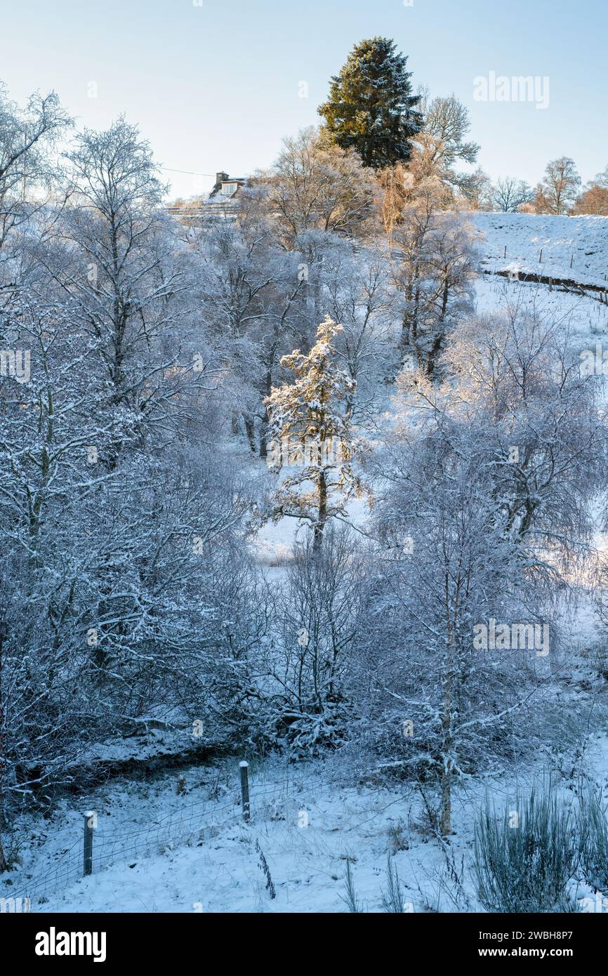 Frost- und schneebedeckte Bäume in der schottischen Landschaft. Glen Brown, Cairngorms, Highlands, Schottland Stockfoto