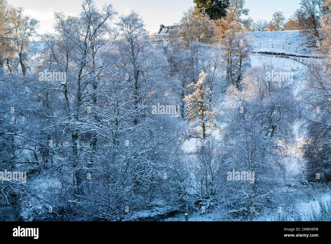 Frost- und schneebedeckte Bäume in der schottischen Landschaft. Glen Brown, Cairngorms, Highlands, Schottland Stockfoto