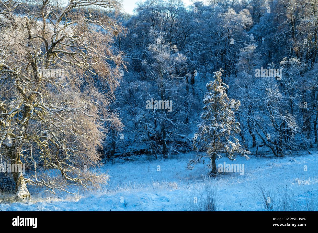 Frost- und schneebedeckte Bäume in der schottischen Landschaft. Glen Brown, Cairngorms, Highlands, Schottland Stockfoto