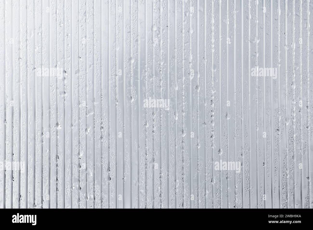 Polycarbonat, transparente Gewächshauswand mit Wassertropfen, Hintergrundfotostruktur Stockfoto