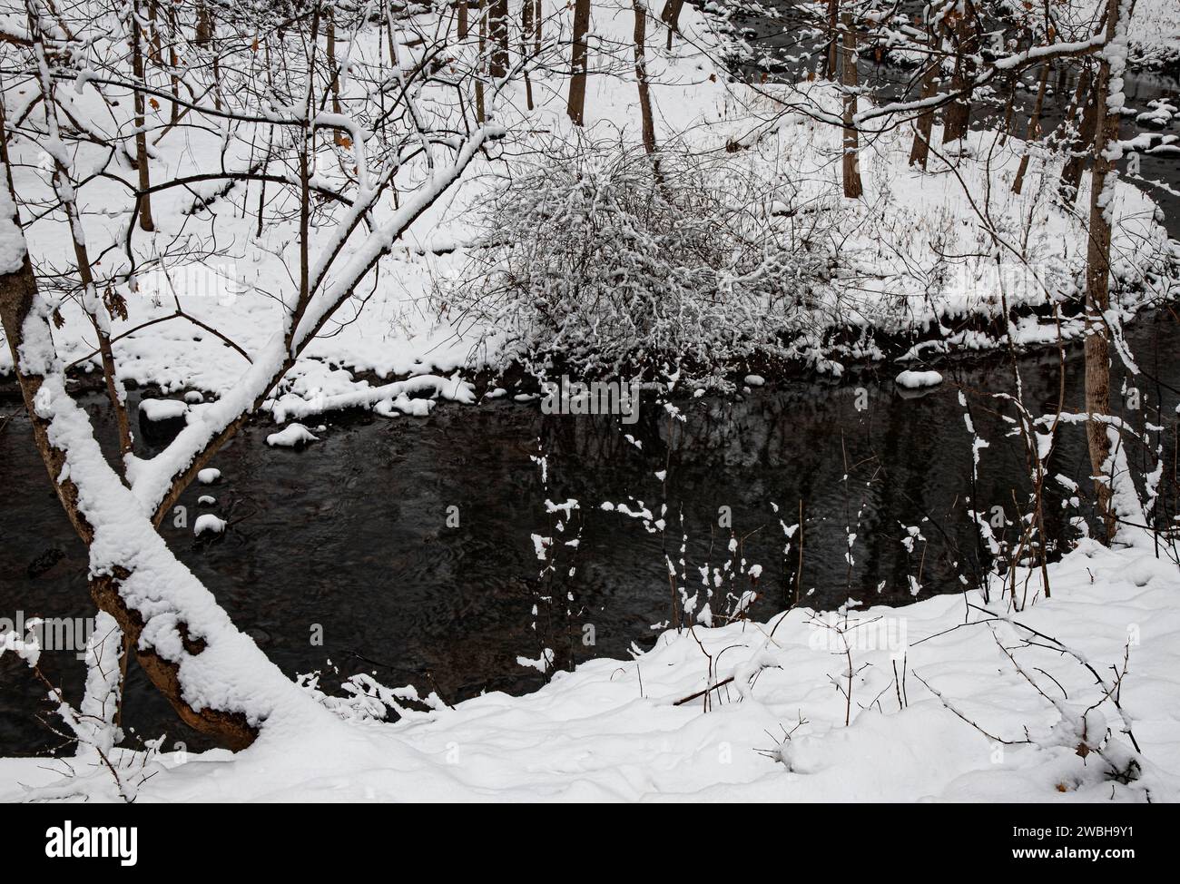 Die Bäume im Wald und ein Sträucher im Little Hammel Creek sind mit Neuschnee bedeckt, Hammel Woods Forest Preserve, will County, Ilinois Stockfoto