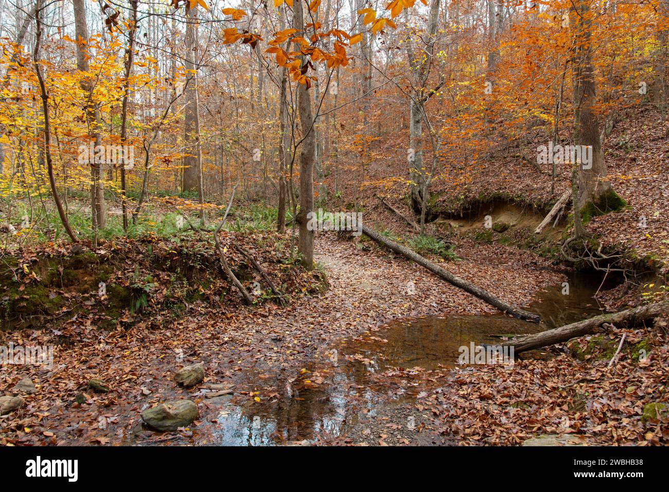 Ein kleiner Bach, der durch einen gemischten Laubwald in Milton, North Georgia, USA fließt. Stockfoto