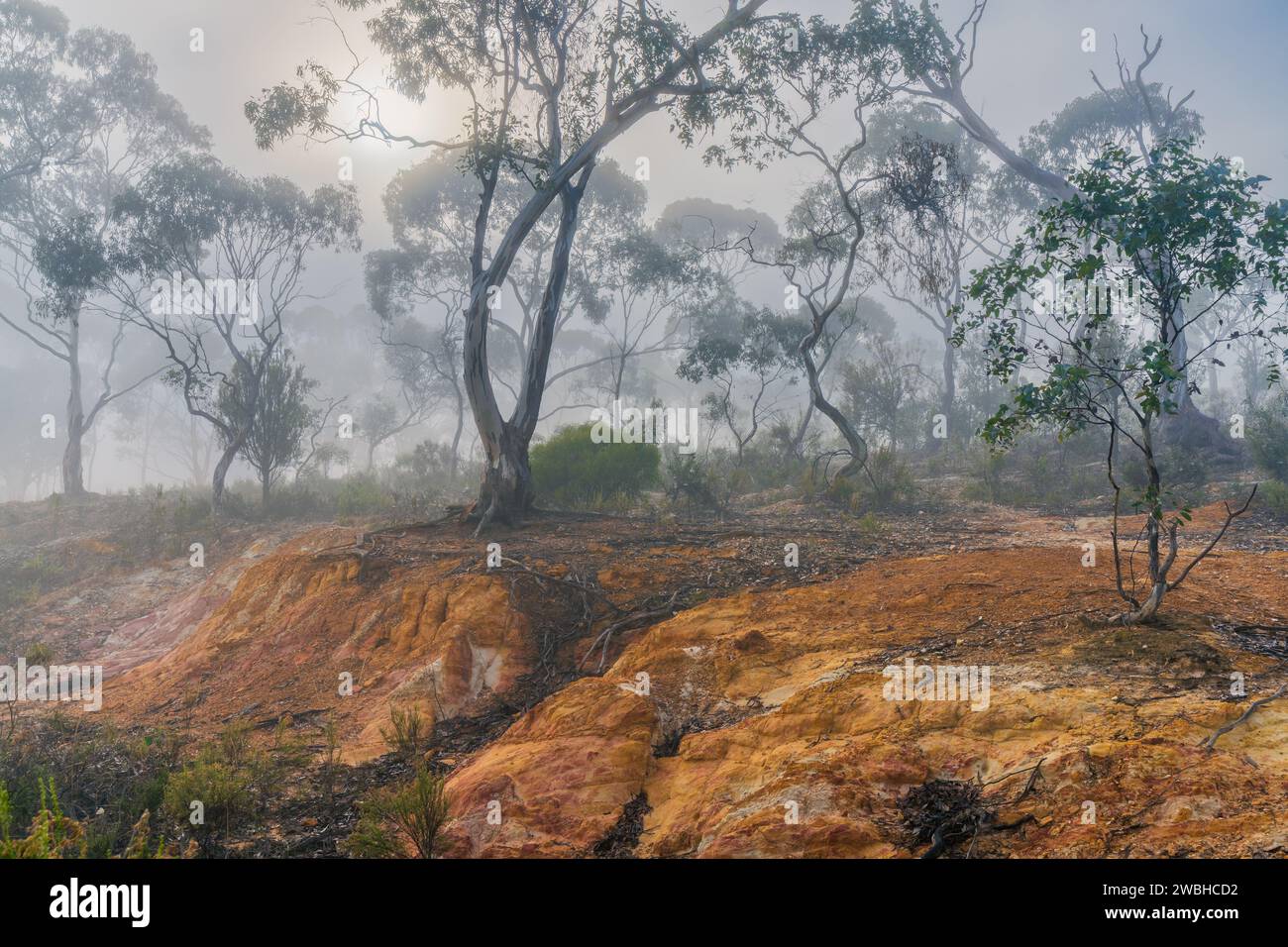 Eine australische Buschszene, in der die Sonne durch Nebel um Gummibäume am Campbell's Creek in Central Victoria, Australien, bricht. Stockfoto