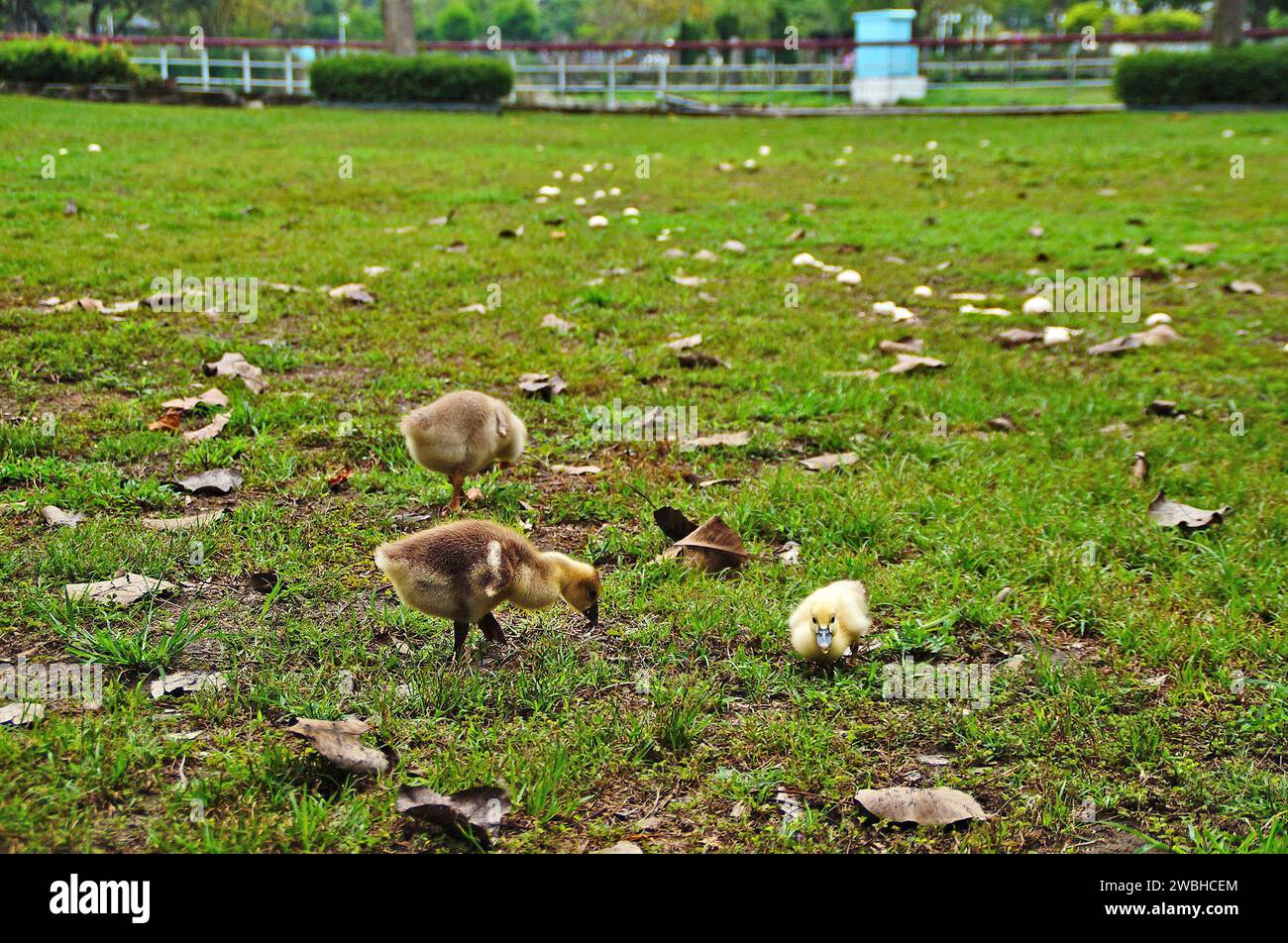 Baby-Enten suchen Nahrung im Gras Stockfoto