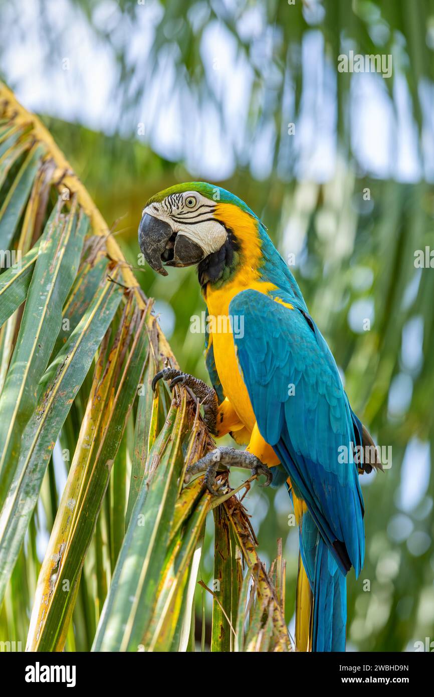 Der blau-gelbe Ara (Ara arararauna), auch bekannt als der blau-goldene Ara, ist ein großer neotropischer Papagei. Malagana, Bolivar. Tierwelt und Stockfoto