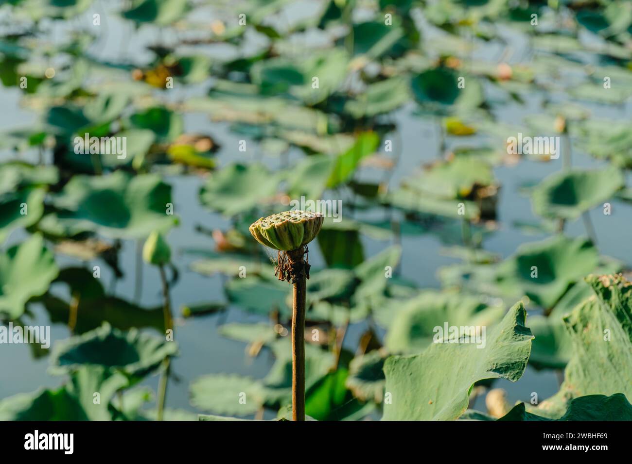 Lotussamen sind das Produkt der königlichen Lotusblüte. Kann essen haben medizinische Eigenschaften hilft, das Blut als Pflanze, die im Wasser wächst, zu ernähren. Stockfoto