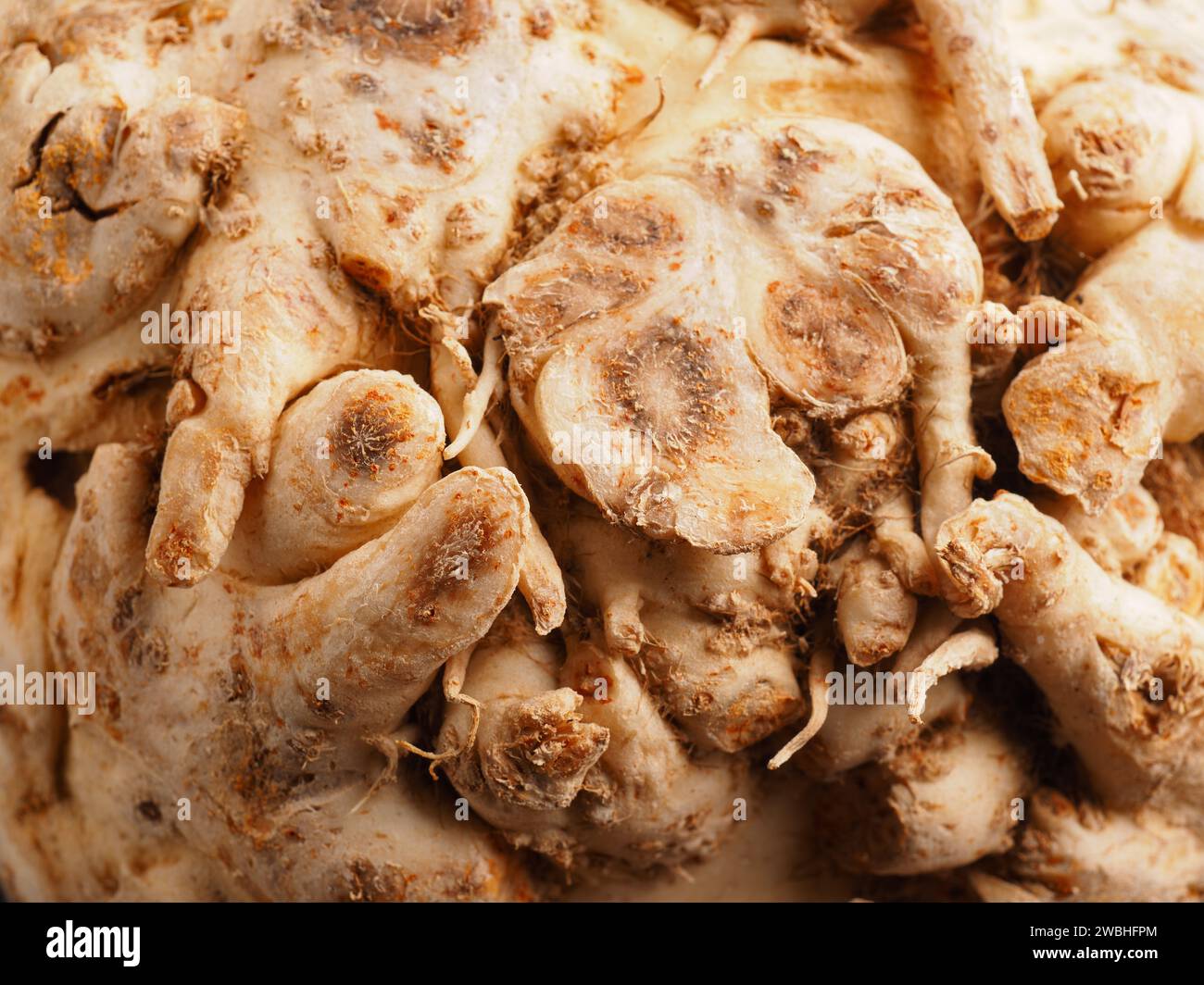 Leckerer Bio-Wurzelsellerie auf einem braunen hölzernen Küchentisch, gesundes Essen, saisonales Gemüse, Makronähe Stockfoto