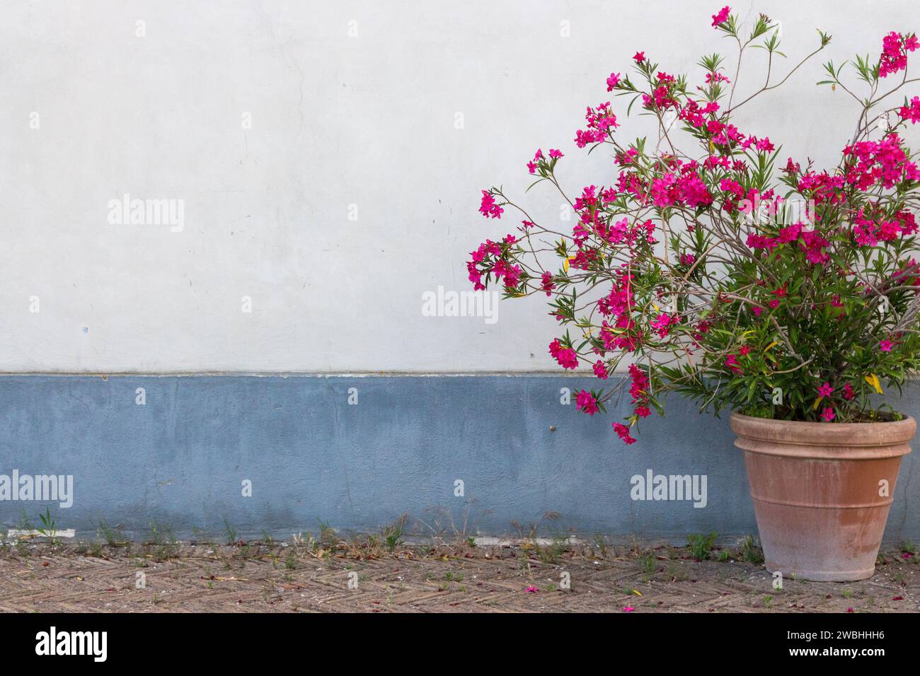 Großer Blumentopf aus Ton mit rosa Blumenbäumen vor weißer und blauer Wand. Außendekoration. Gartendesign. Große Vase mit Blumen auf der Straße. Stockfoto