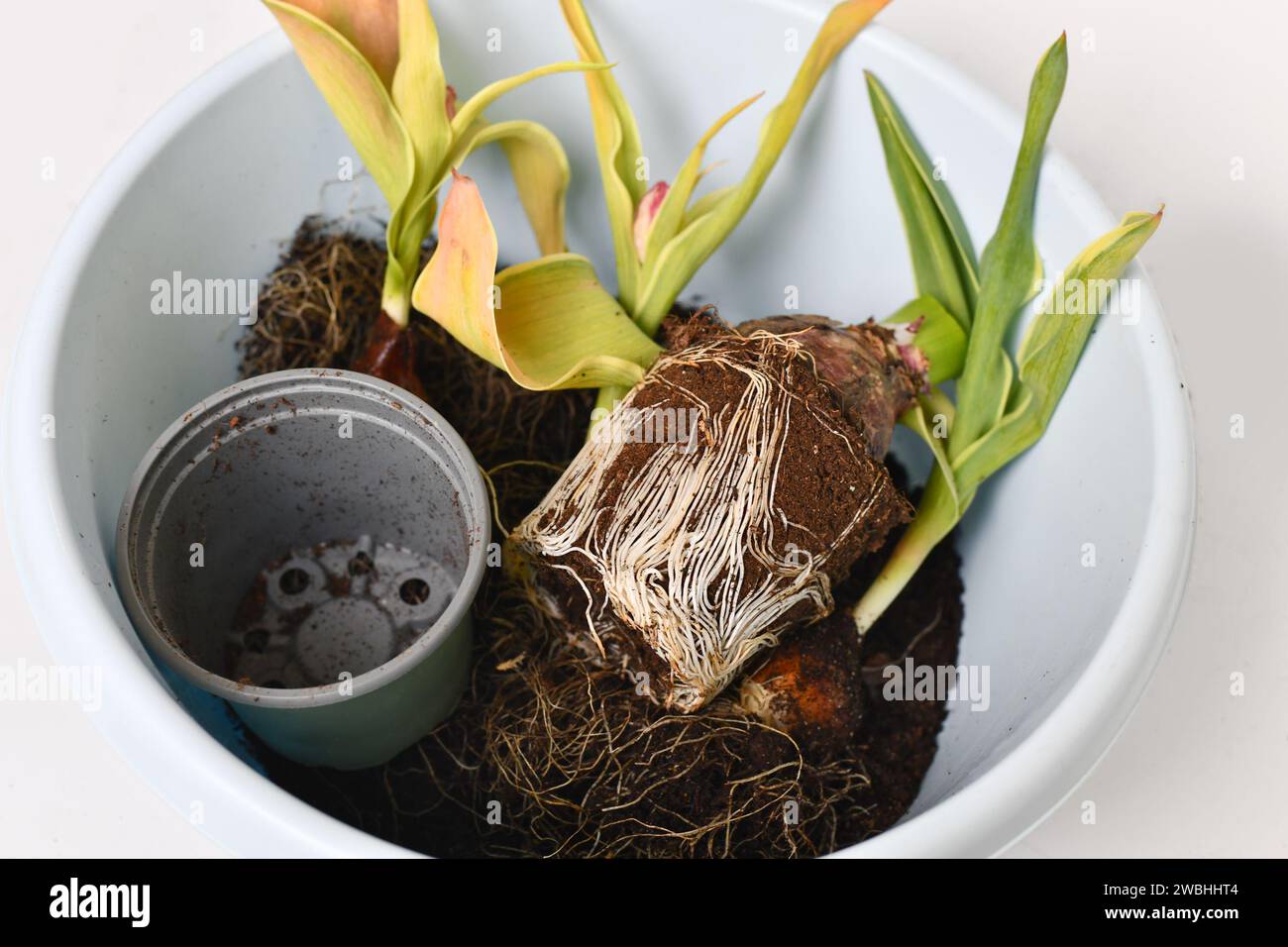 Rootgebundene Wurzelkugel mit Boden von Tulpenpflanzen im Eimer Stockfoto