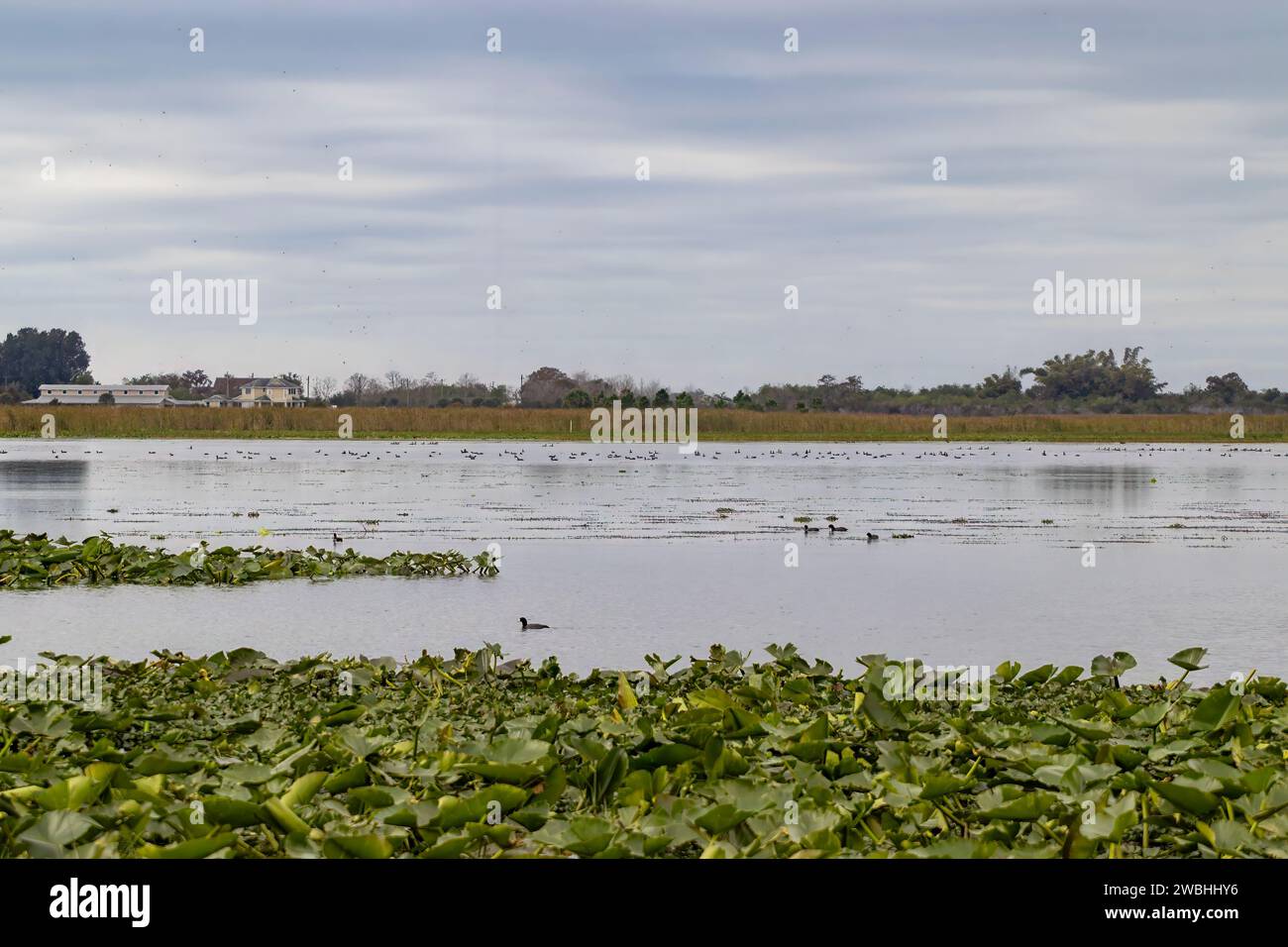 Lake Tohopekaliga bei Kissimmee in Florida, USA Stockfoto