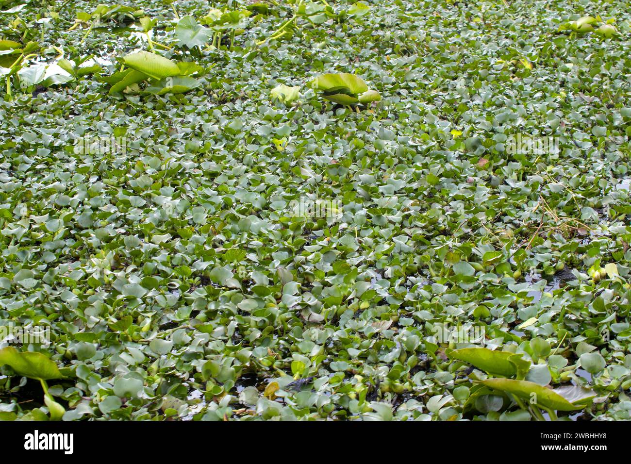 Lake Tohopekaliga bei Kissimmee in Florida, USA Stockfoto