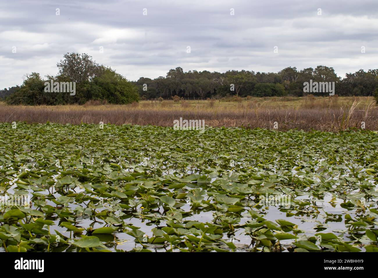 Lake Tohopekaliga bei Kissimmee in Florida, USA Stockfoto