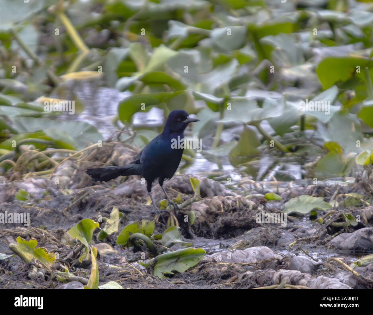 Ein glänzender Cowbird (Molothrus bonariensis) im Lake Tohopekaliga, Florida, USA Stockfoto