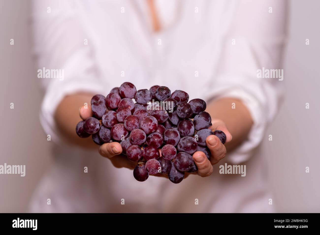 Frau mit weißem Hemd und weißem Hintergrund, die einen Haufen roter Trauben in den Händen hält. Das Konzept der Weinbereitung. Stockfoto