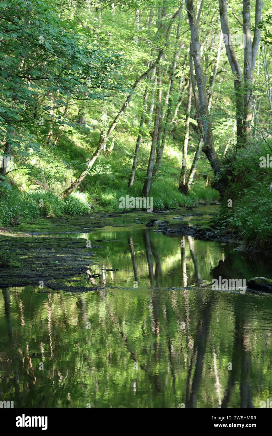 Blick entlang eines ruhigen Waldflusses mit einem flachen felsigen Bett, mit grünen Reflexen im stillen Wasser Stockfoto