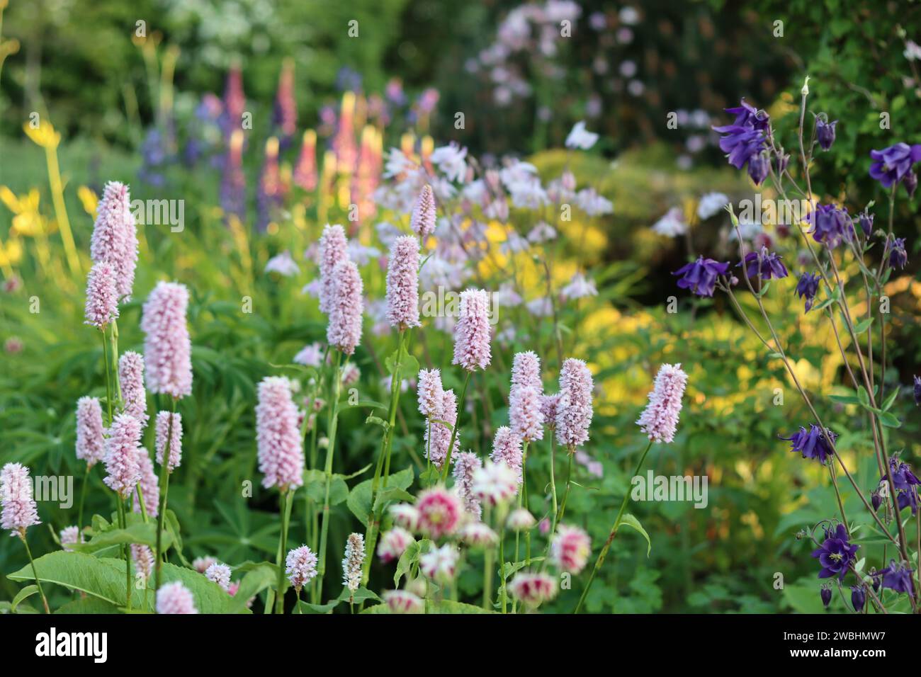 Gartengrenze des Landhauses mit Persikaria, Aquilegia und Lupinen in sanfter Abendsonne Stockfoto