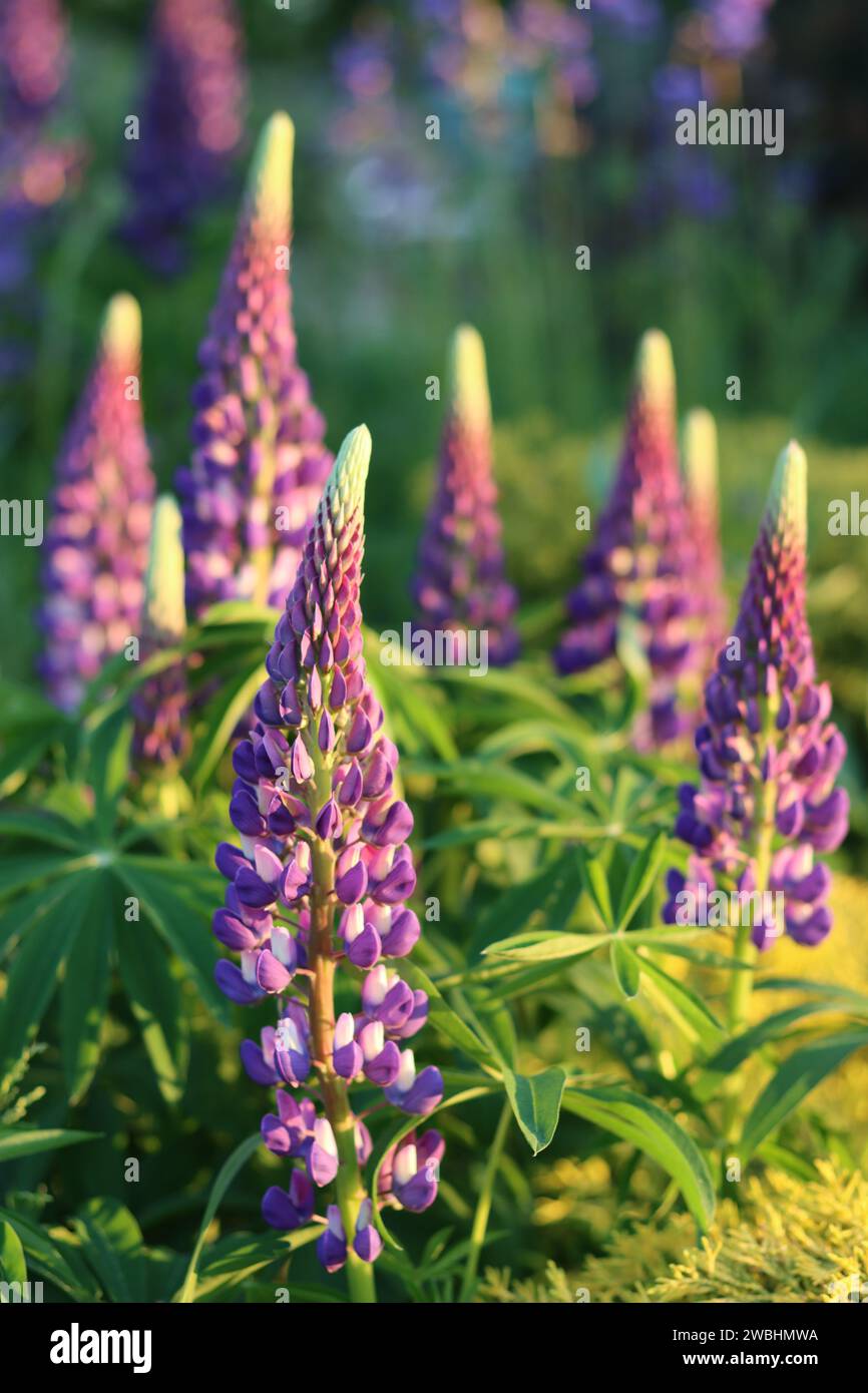 Gruppe von violetten und weißen Lupinen bei weicher Abendsonne Stockfoto