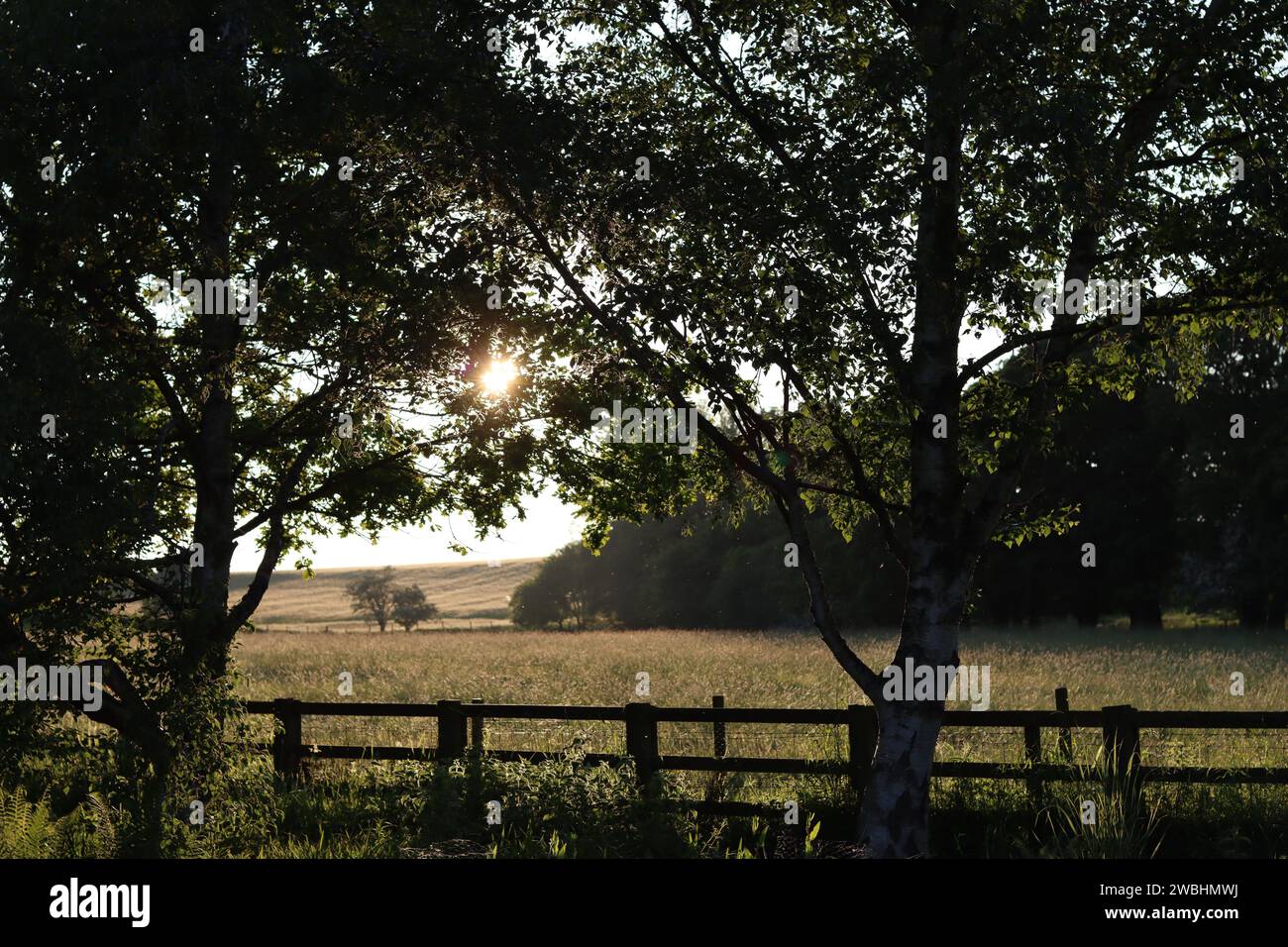 Blick über einen hölzernen Feldzaun in eine SommerHeuwiese, getaucht in sanfte Abendsonne Stockfoto