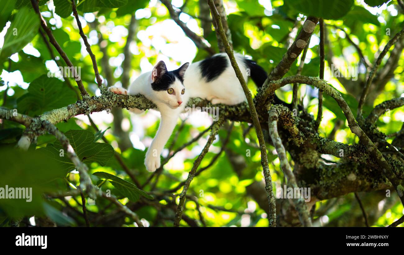 Schlaue, geschickte Katze, die auf einen Baum klettert und vom Baum herunterkommt. Katze auf dem Baum auf natürlichem Hintergrund. Stockfoto