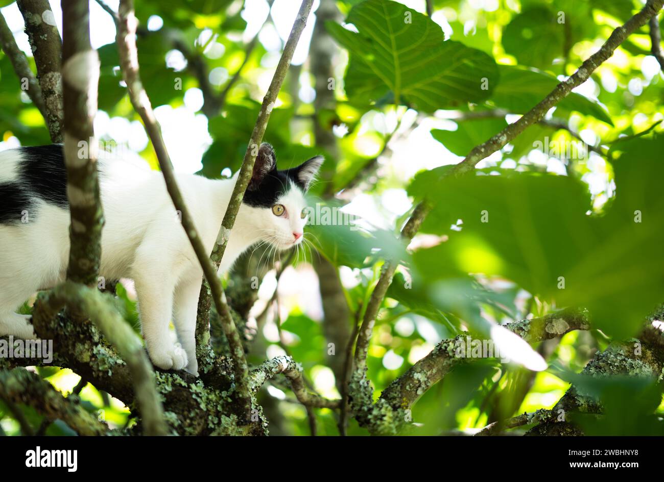 Schlaue, geschickte Katze, die auf einen Baum klettert und vom Baum herunterkommt. Katze auf dem Baum auf natürlichem Hintergrund. Stockfoto