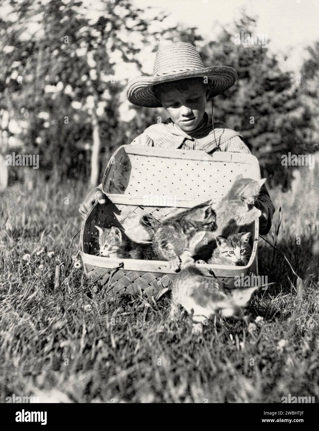 Ein altes Foto eines Jungen mit einem Korb Kätzchen in der Sonne auf der Maple Grove Farm, Rosser, Manitoba, Kanada, Anfang des 20. Jahrhunderts. Die fünf Kätzchen verlassen den Korb, um einen Geschmack von Freiheit zu bekommen. Der Junge trägt einen Strohsonnenhut. Das ist ein früheres Fotoalbum. Stockfoto