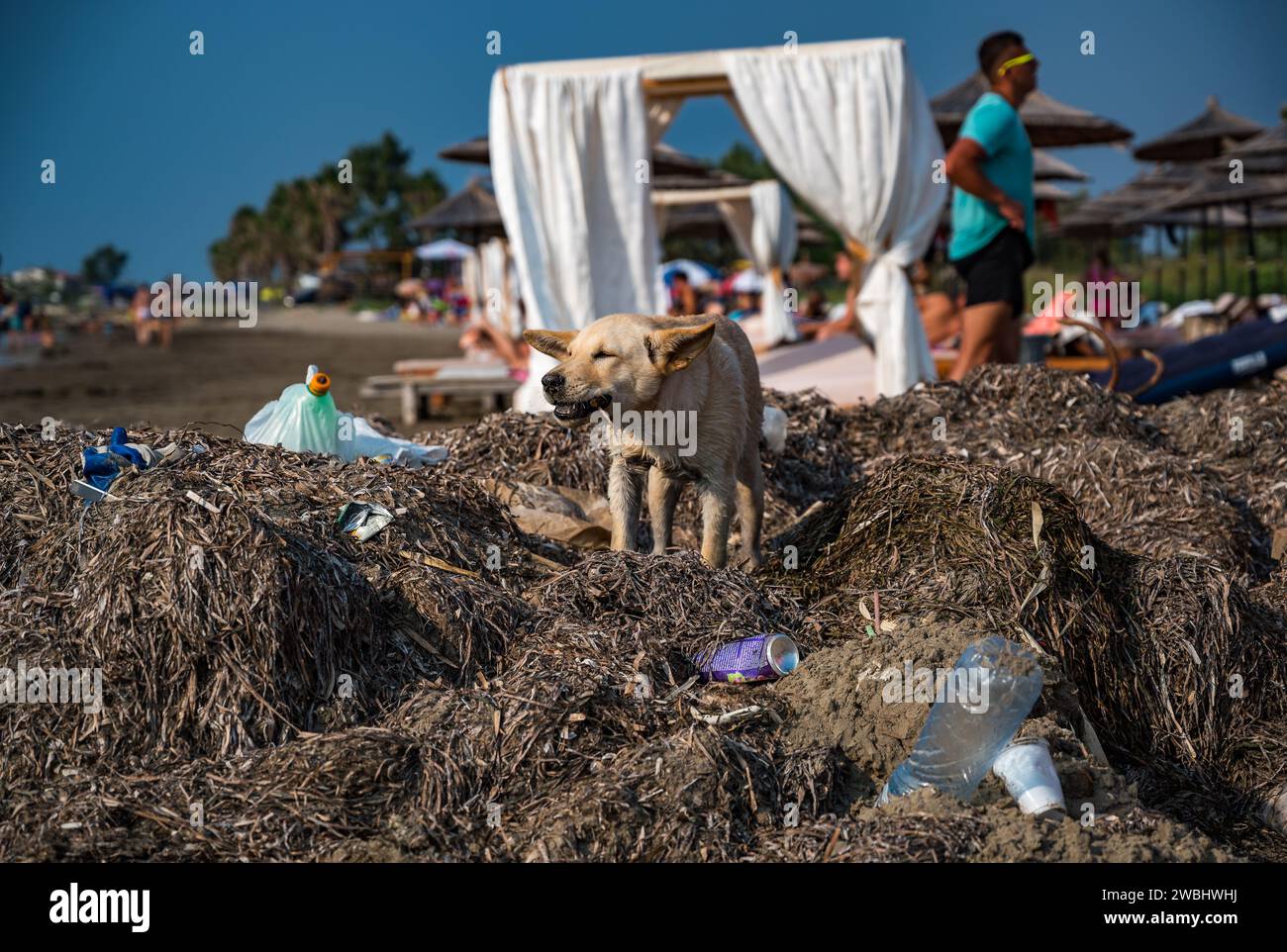 Streunender Hund, der am verschmutzten Strand Albaniens Müll isst, nur wenige Meter von luxuriösen Sonnenliegen entfernt, wo die Leute ignorieren Stockfoto
