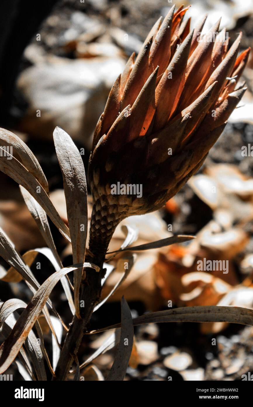 Der König Protea ist ein Mitglied der Familie der Fynbos und enthält den größten Blütenkopf aller anderen Protea-Gattungen. Stockfoto