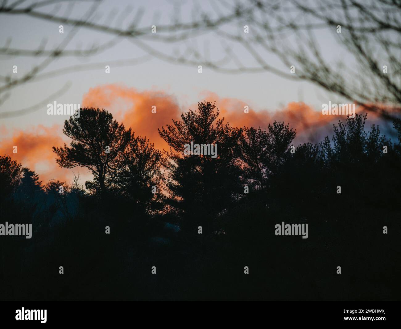 Ein dichter Wald mit hohen Pflanzen, die sich vor einem fesselnden Himmel abzeichnen Stockfoto