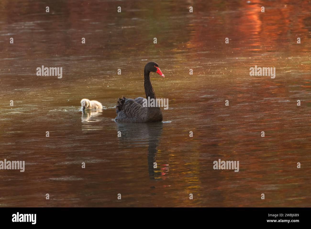 Schwarzer Schwan (Cygnus atratus) mit einem jungen cygnet. Auf einem See mit herbstlichen Farben, die sich auf dem Wasser spiegeln. Stockfoto