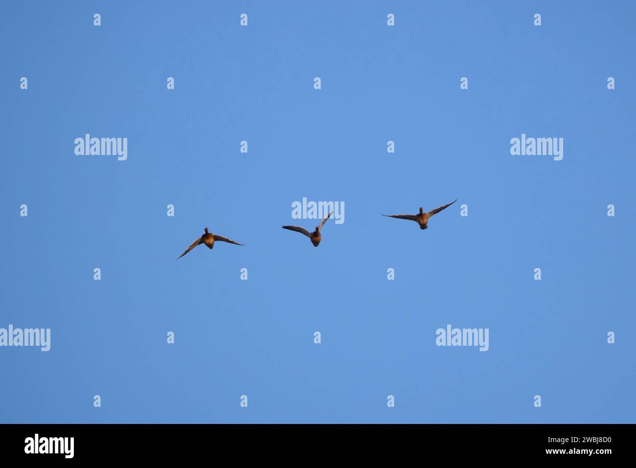 Drei wilde Enten im Flug am blauen Himmel. Stockfoto