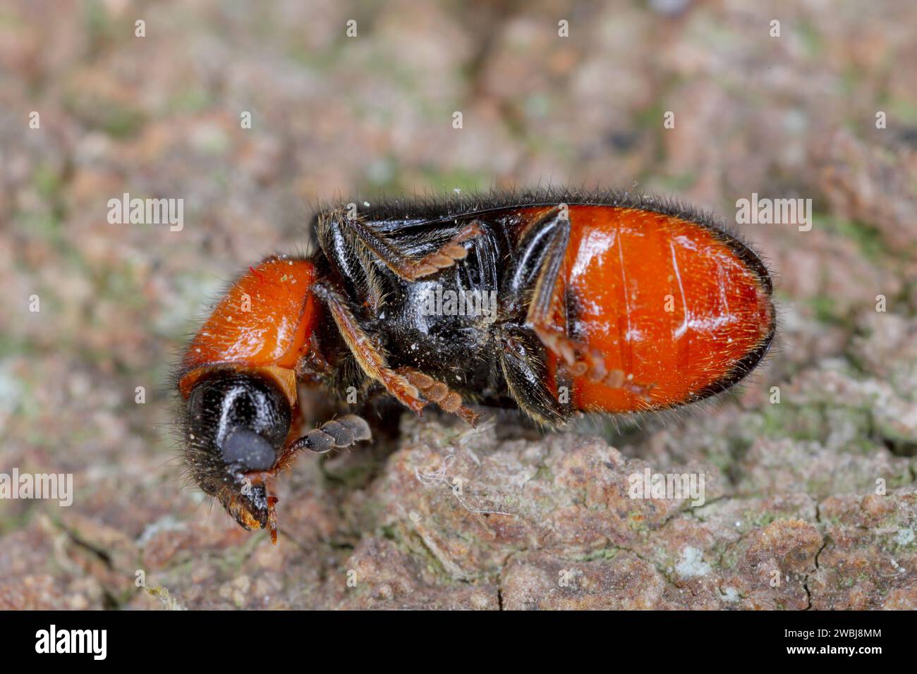 Dermestoides sanguinicollis. Eine sehr seltene Käferart in der Familie Cleridae. Raubtiere in natürlichen Wäldern. Stockfoto