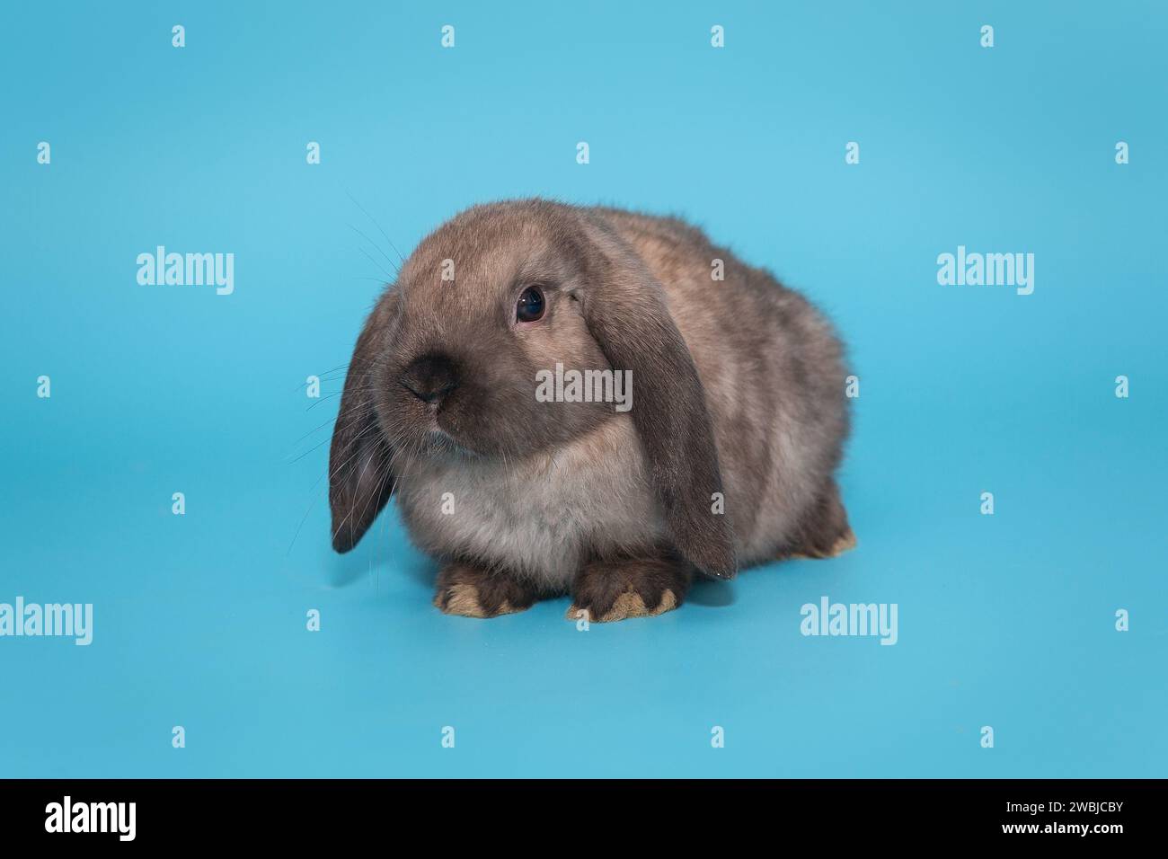 Kleines Hase mit Ohrenohren, Widderrasse, auf blauem Hintergrund Stockfoto