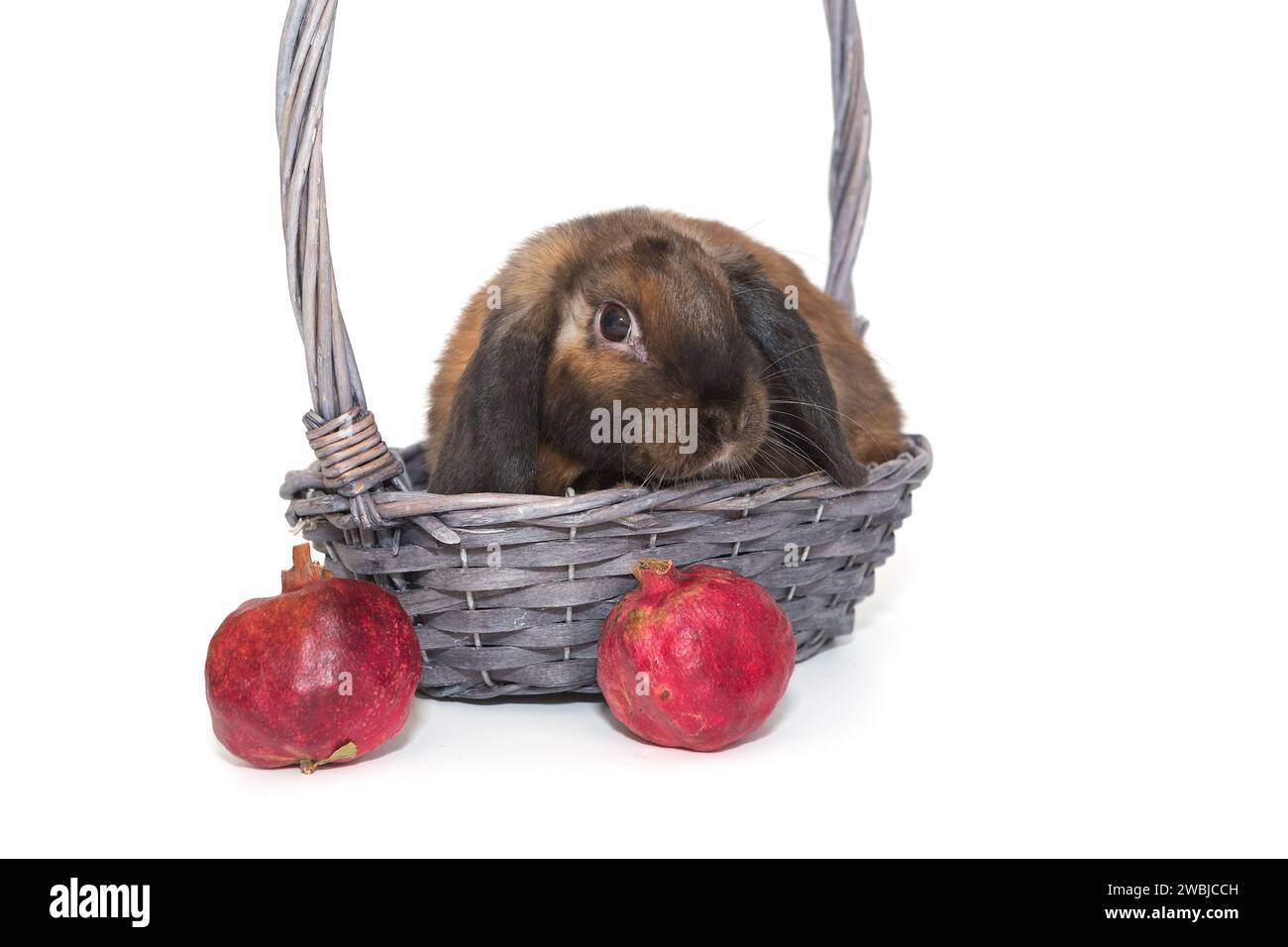 Dekoratives Kaninchen in einem Korb und Granatäpfel, isoliert auf weißem Hintergrund Stockfoto