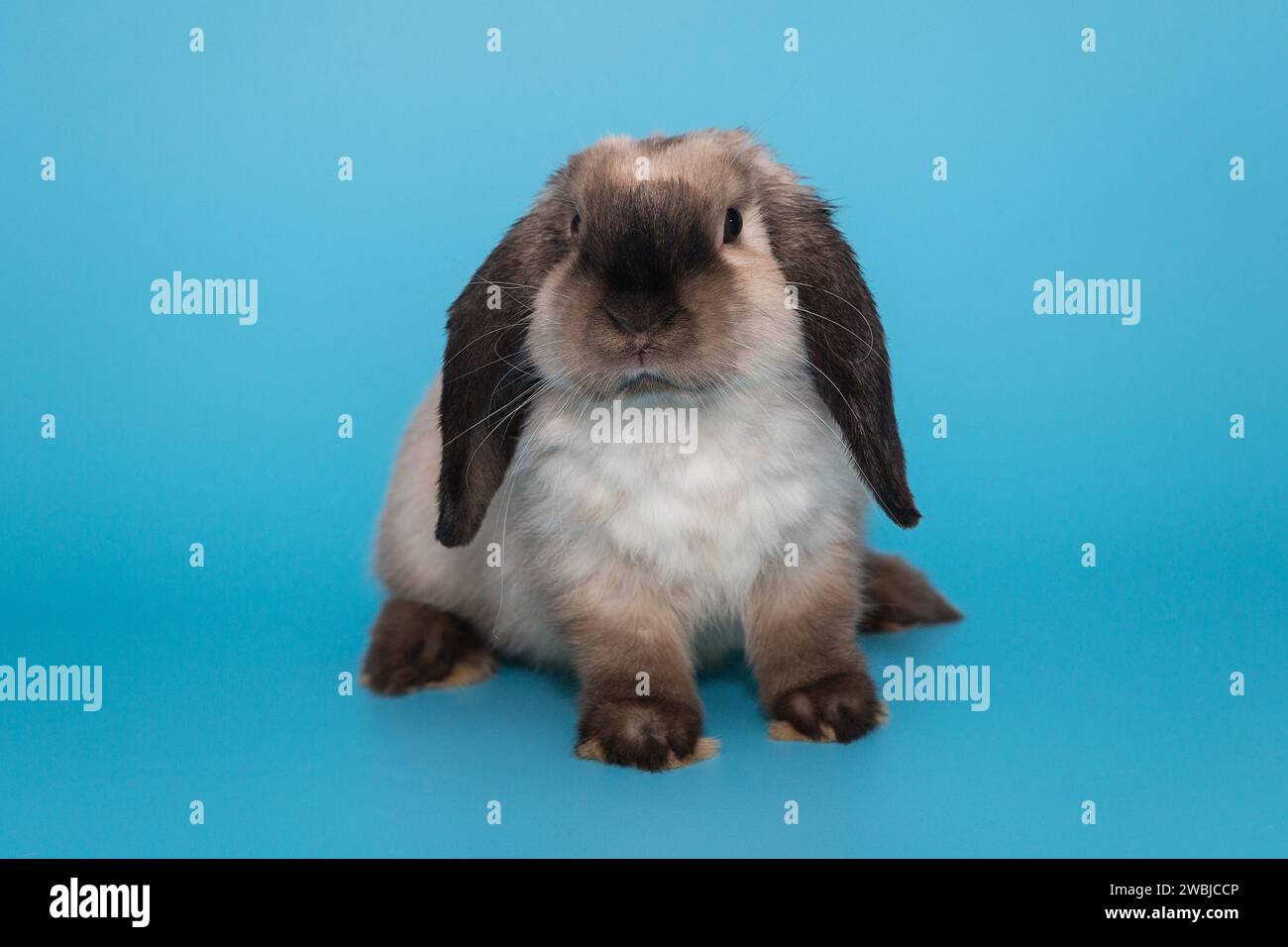 Faltohr-Kaninchen-RAM in siamesischen Farben, auf blauem Hintergrund Stockfoto