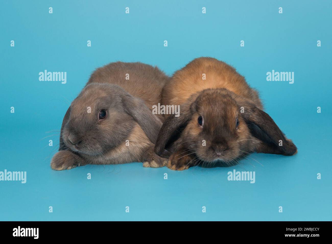 Zwei kleine Faltohr-Kaninchen, Widderrasse, auf blauem Hintergrund Stockfoto