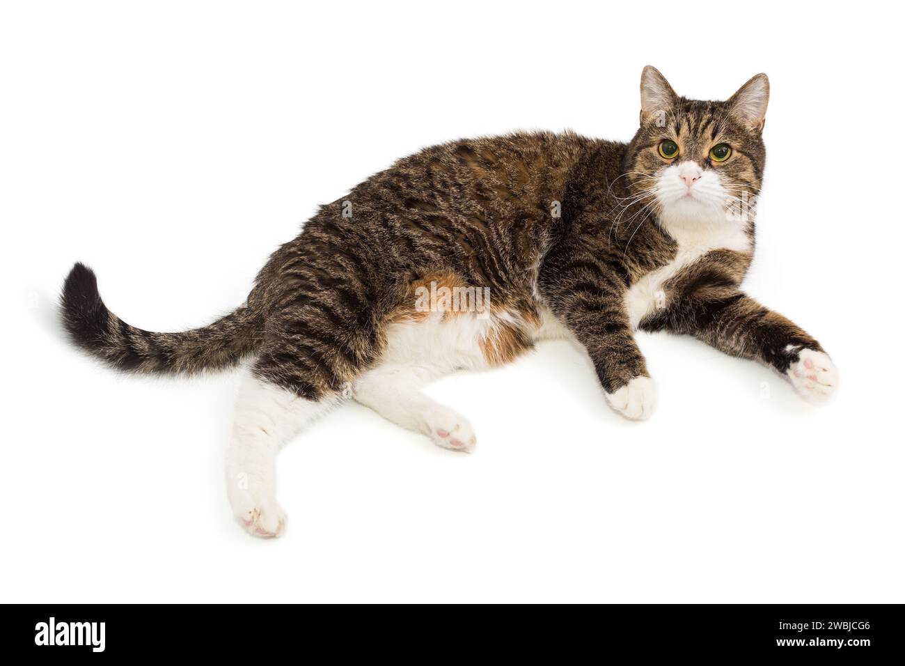 Graue, gestreifte Katze liegt auf der Seite und schaut nach oben, isoliert auf weißem Hintergrund Stockfoto