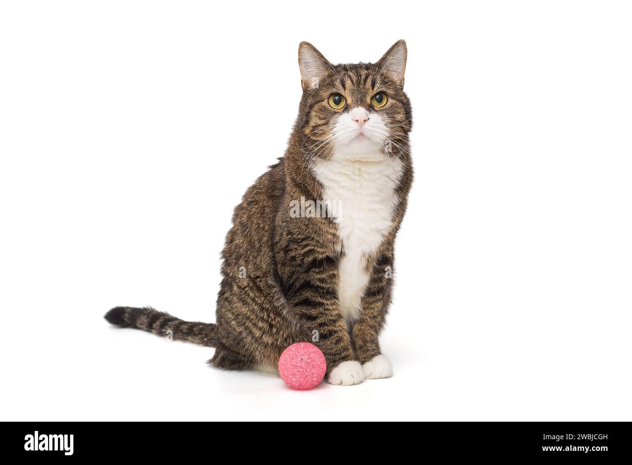 Graue, gestreifte Katze sitzt mit einem rosa Ball, isoliert auf weißem Hintergrund Stockfoto