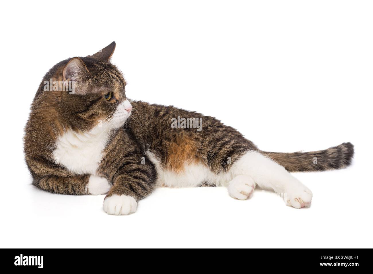 Die schöne graue Katze liegt auf der Seite und schaut weg, isoliert auf weißem Hintergrund. Stockfoto