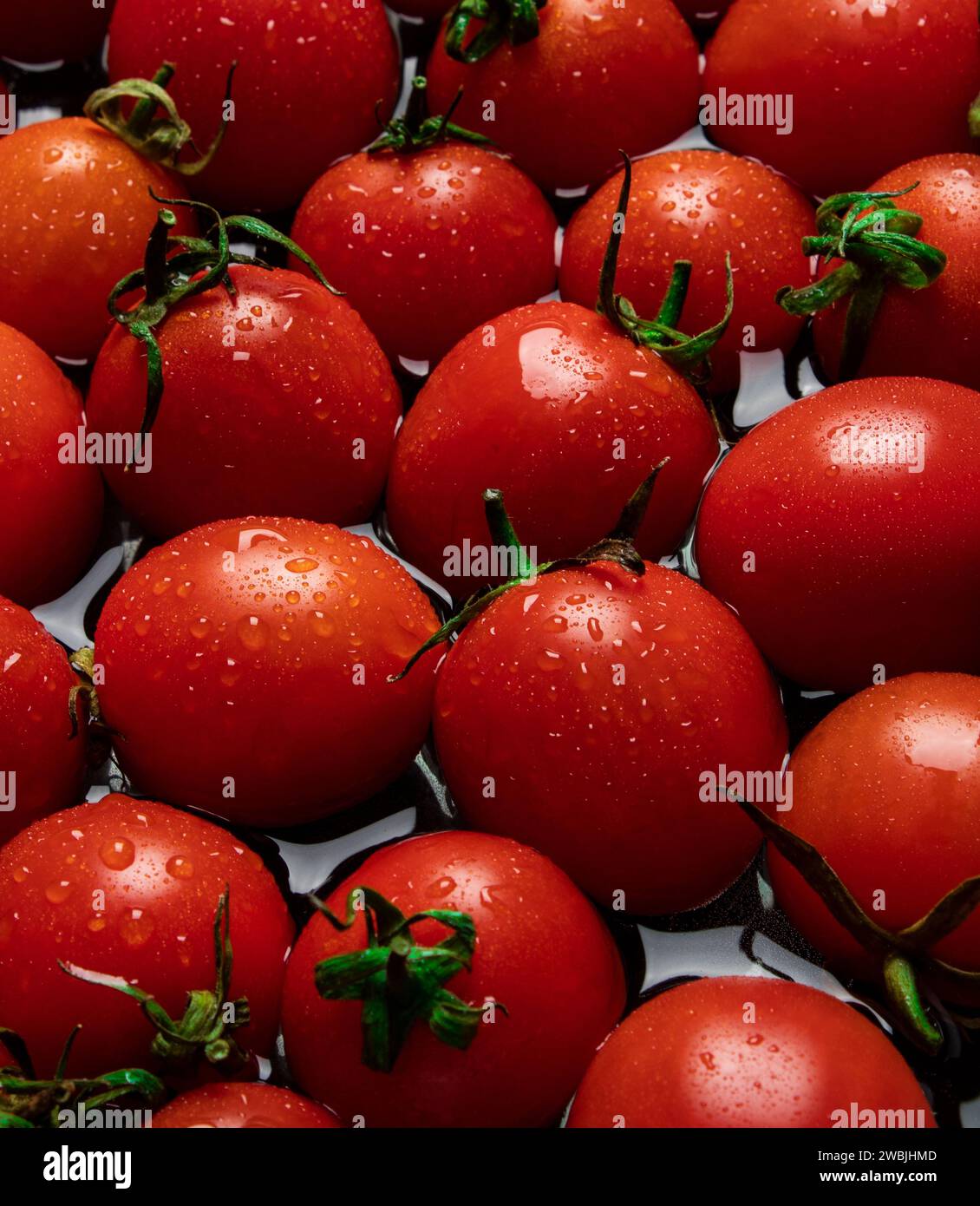Schöne leckere frische rote Tomaten auf grünem Stiel. Tomaten mit Wassertropfen. Nahaufnahme. Stockfoto