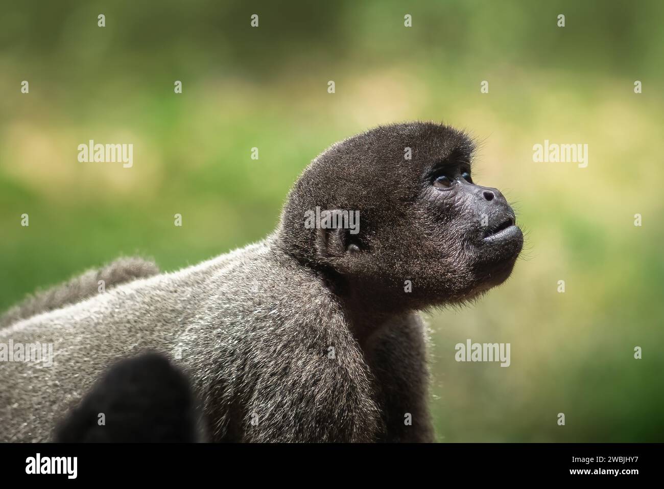 Junger grauer Wollaffen (Lagothrix cana) Stockfoto