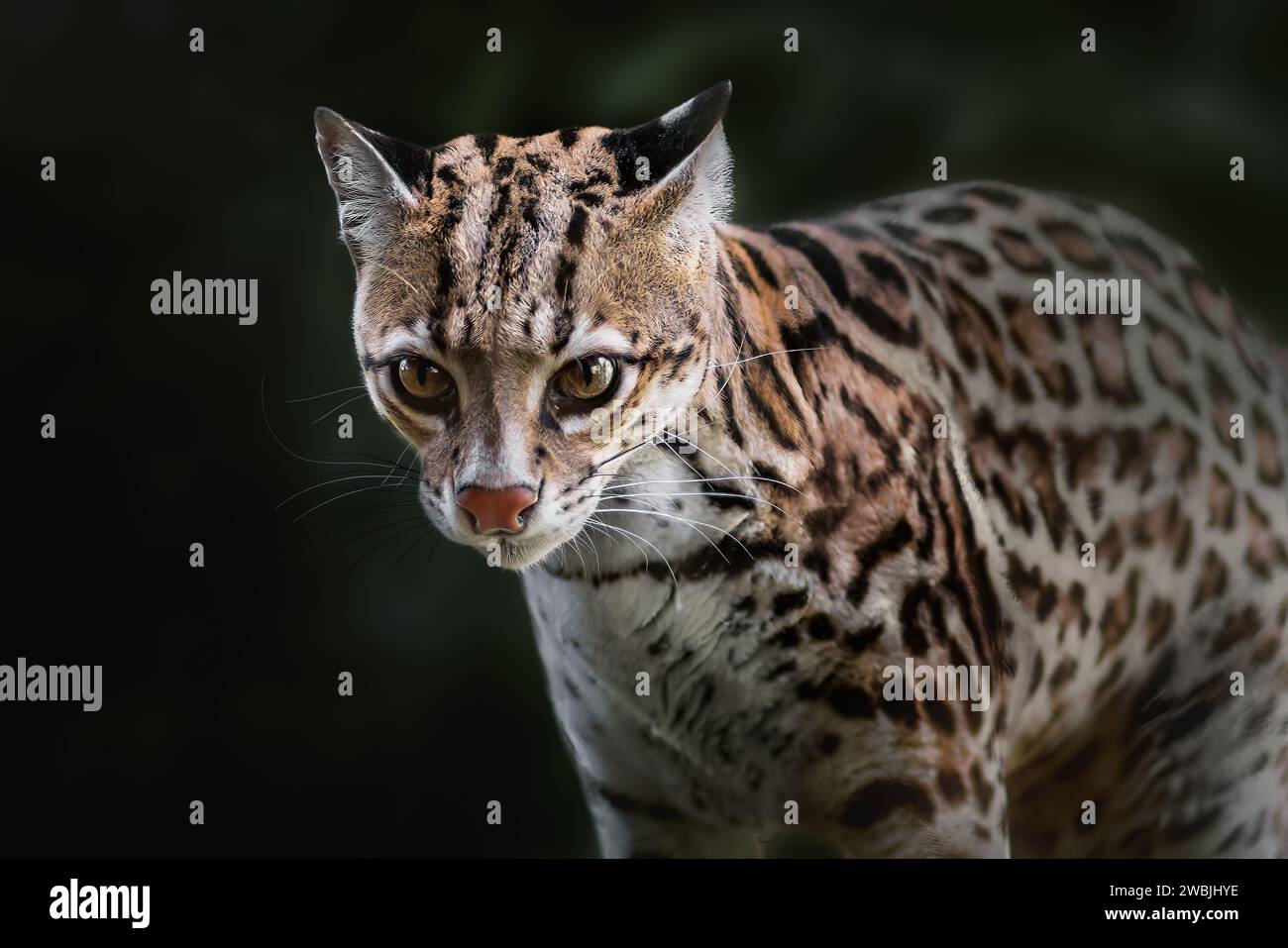 Ozelot (Leopardus pardalis) - mittelgrosse gefleckte Katze Stockfoto