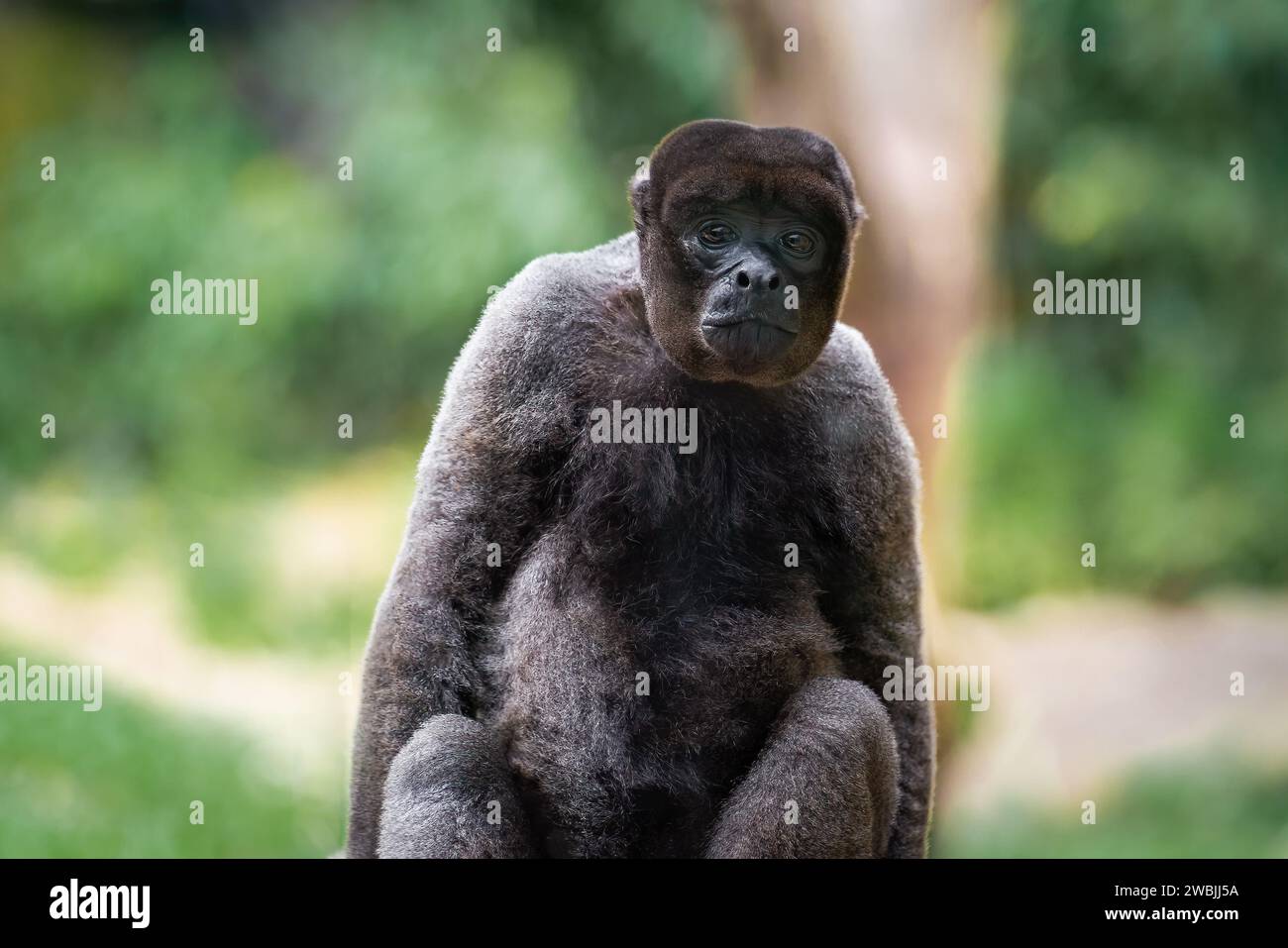 Grauer Wollaffen (Lagothrix cana) Stockfoto