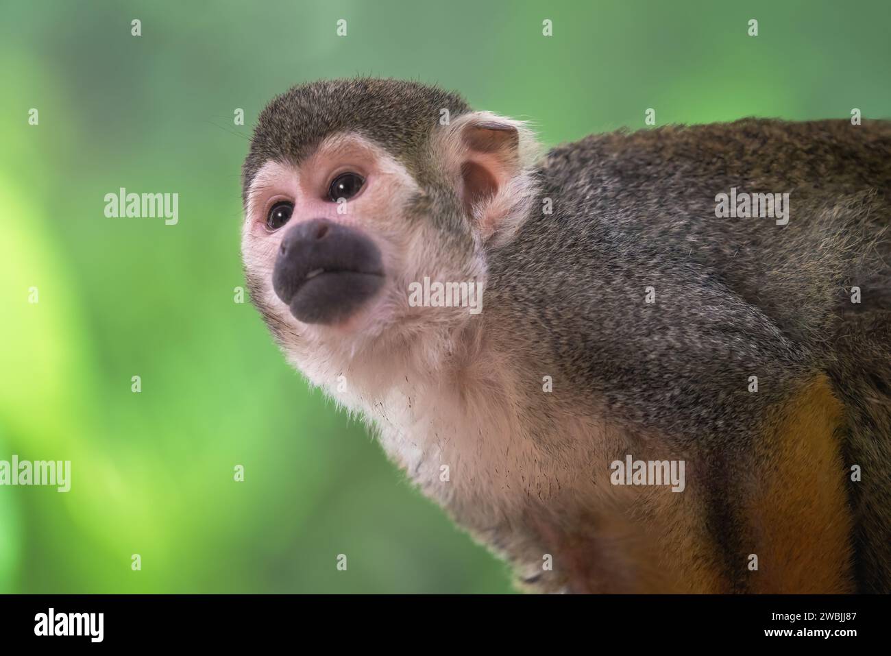 Gemeinsamen Totenkopfaffen (Saimiri Sciureus) Stockfoto
